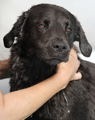 Wet Jojo