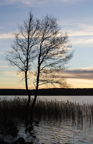 Winter Evening in Sweden