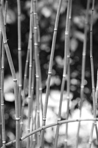 Grass in Grey