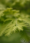Green Needles